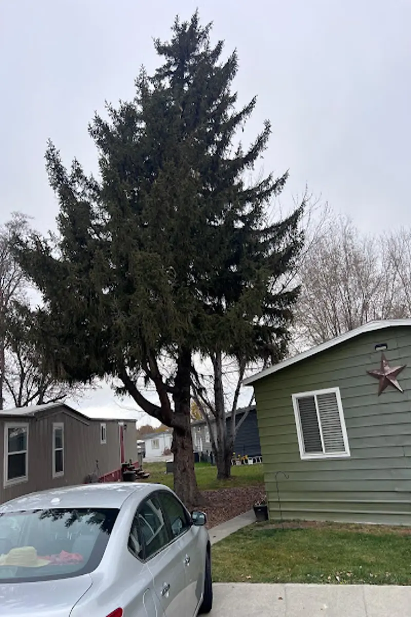 Reliable local tree service in Pasco, WA Our local tree service at work in Pasco, WA