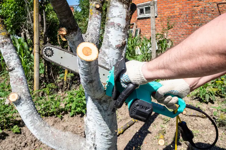 The Role of Tree Cutting Service in Promoting Healthy Growth Pasco, WA The Role of Tree Cutting Service in Promoting Healthy Growth Pasco, WA